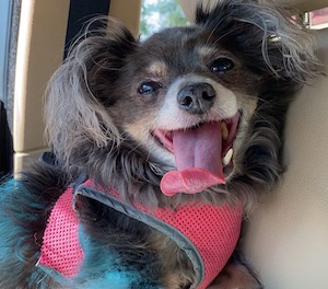 Val Long Haired Chi