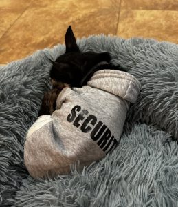 Alvin asleep on the job!