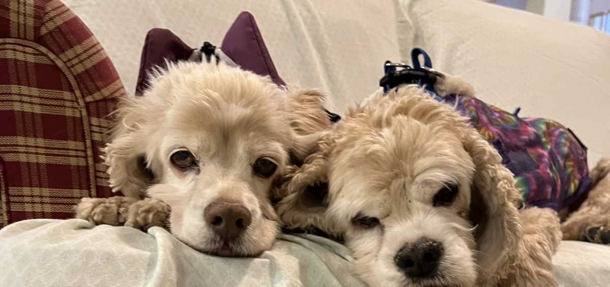 Sadie and Bentley