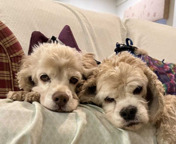 Sadie and Bentley