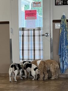 Pups waiting at the door to say hello
